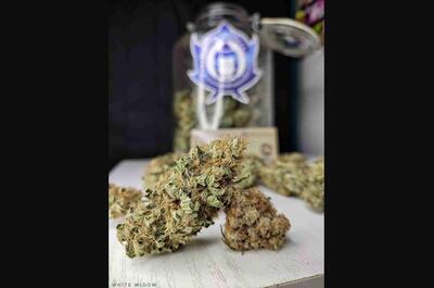 Cogollos de marihuana